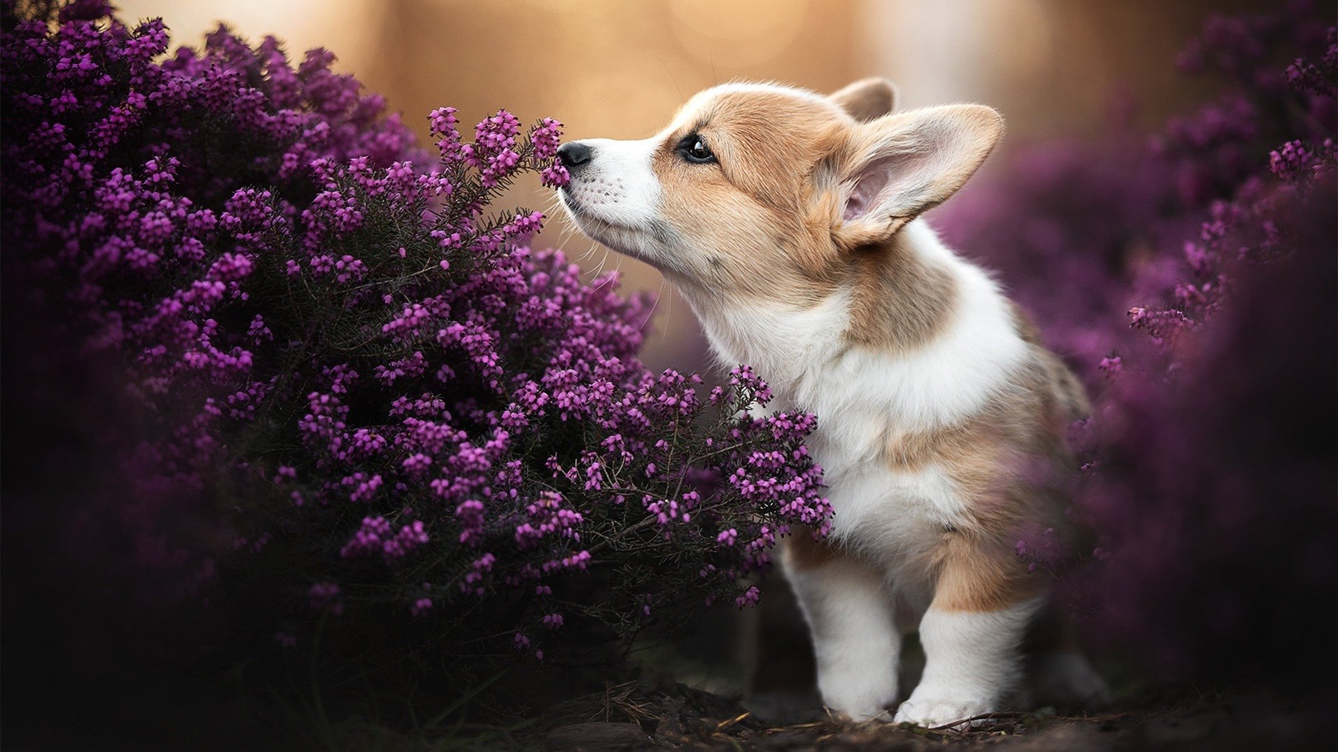 冰封之下,火焰之上,马琳用北欧式冷静为丹麦队凿开胜利之门