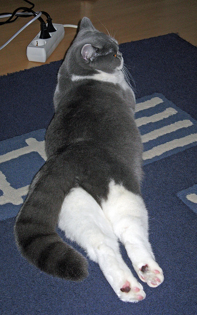 交易夜地震！勇士惊天决胜局逆转独行侠，新援拉文冷血三分成终极答案