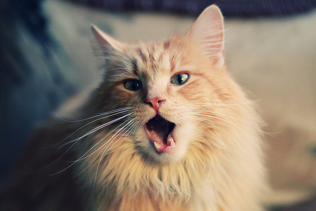 星辰的独唱与深海的合唱，两种胜利美学的交响