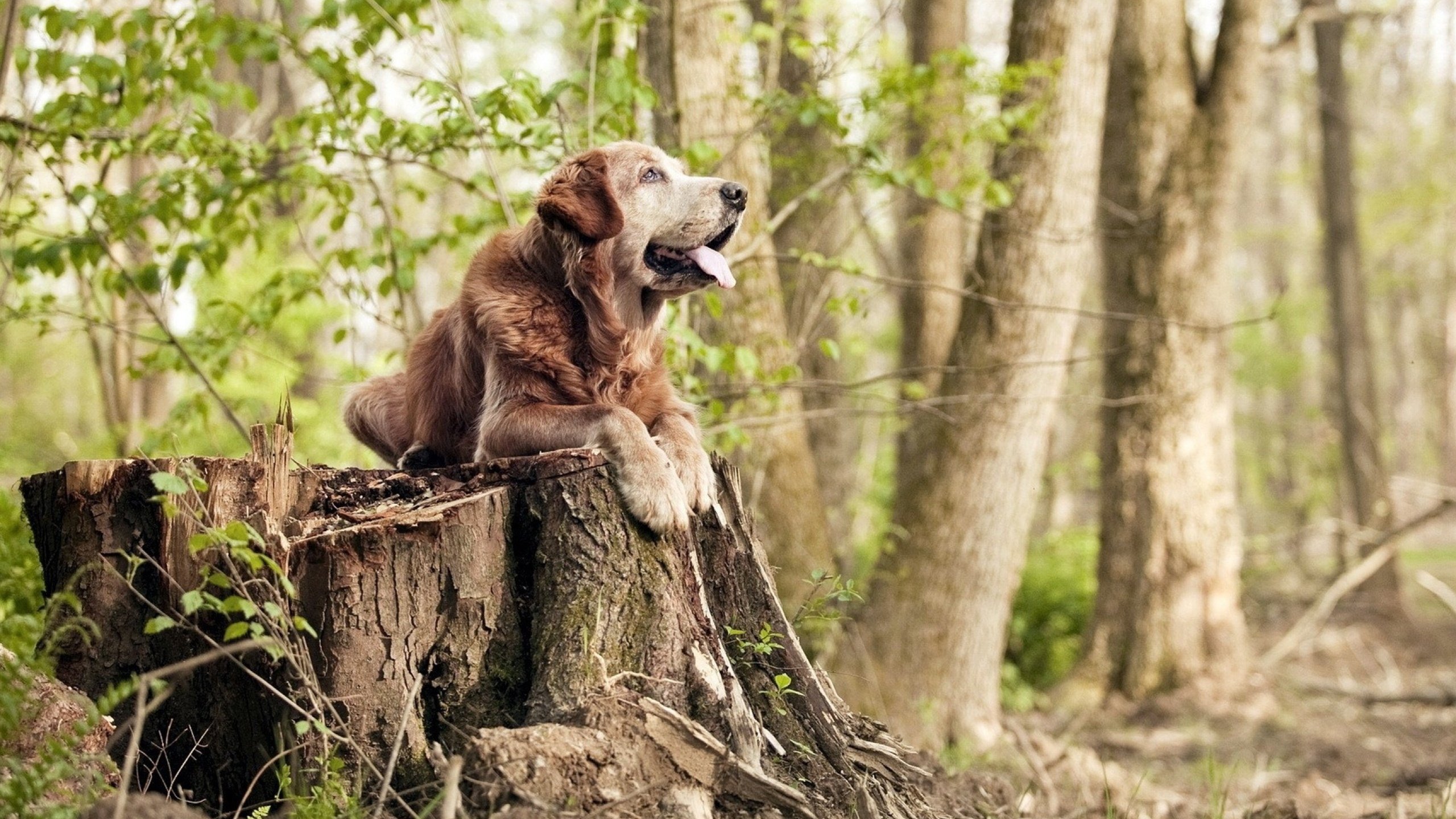 爱游戏在线-飓风迪亚斯！单骑撕碎钢铁防线，加拿大青春风暴席卷美洲杯