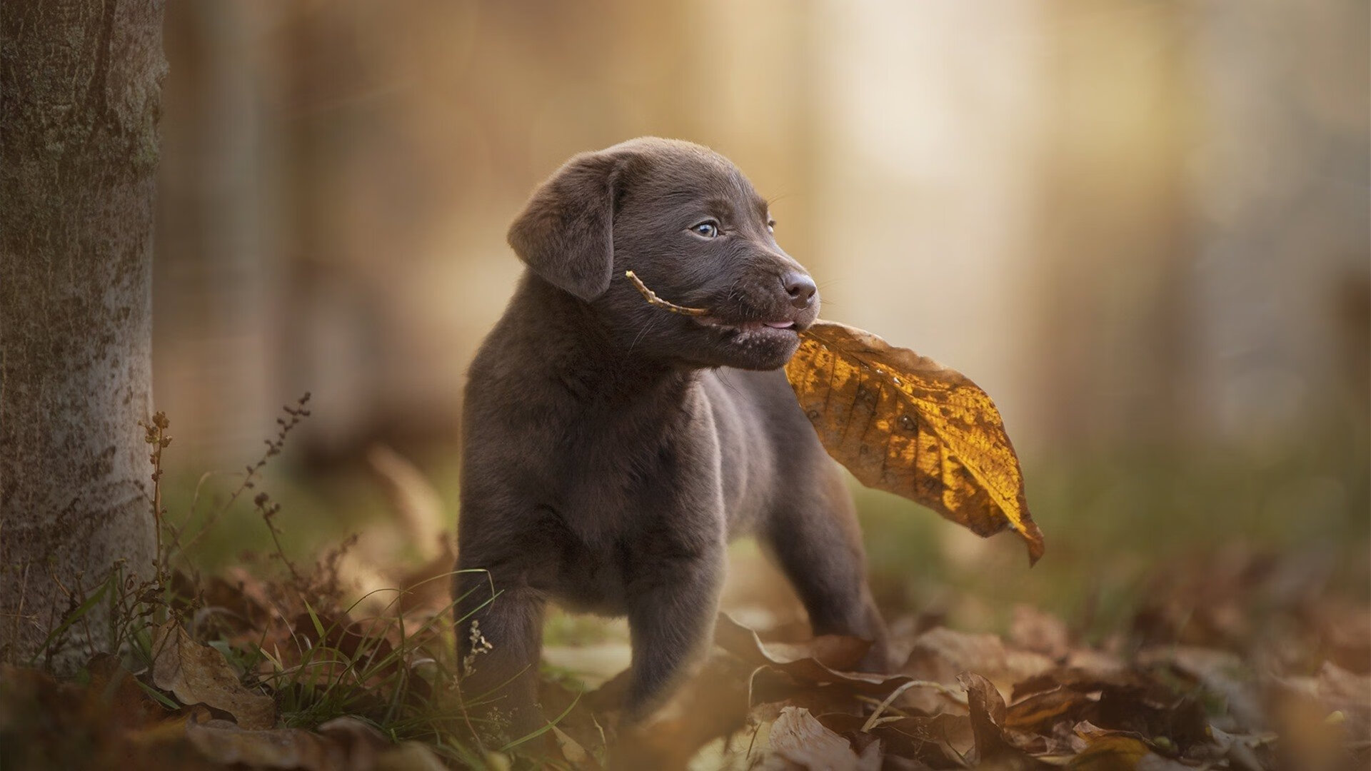 爱游戏娱乐-戈麦斯，闪光的矛，刺向莱比锡的波斯链甲