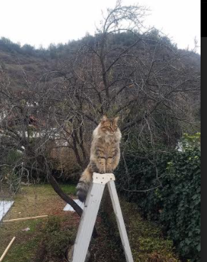 一骑绝尘！詹姆斯关键战尽显无价，绝命三分拯救热火