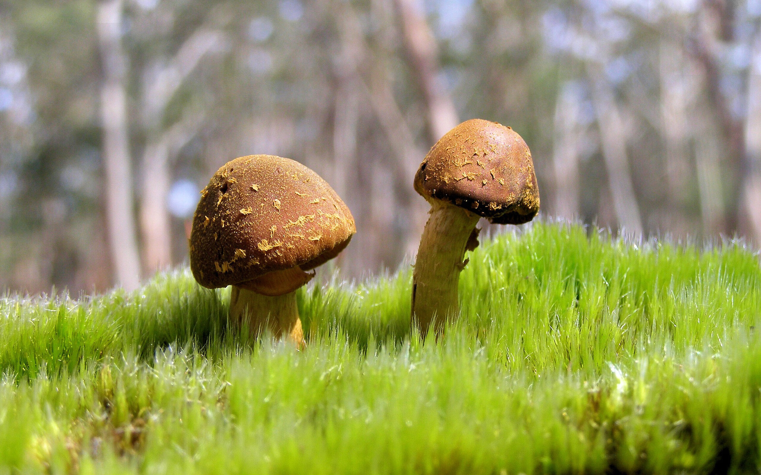 铁血马竞遭遇隐形墙，坎特一夫当关，摩纳哥爆冷奏凯