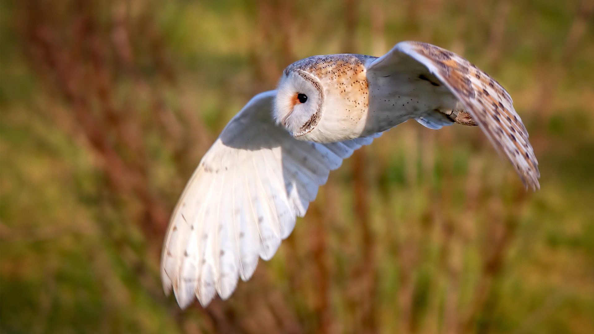 爱游戏入口-姆巴佩里昂式奔袭掀翻玻利维亚，南美高原神话被现代足球科技击穿