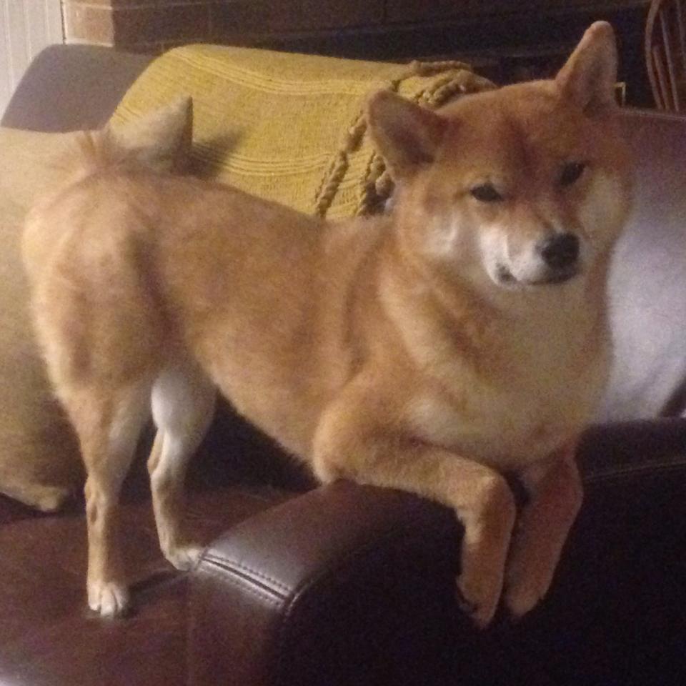 爱游戏tv-老鹰振翅破王权，德罗赞冷血封喉定乾坤 一场逆袭史诗的关键先生诞生记