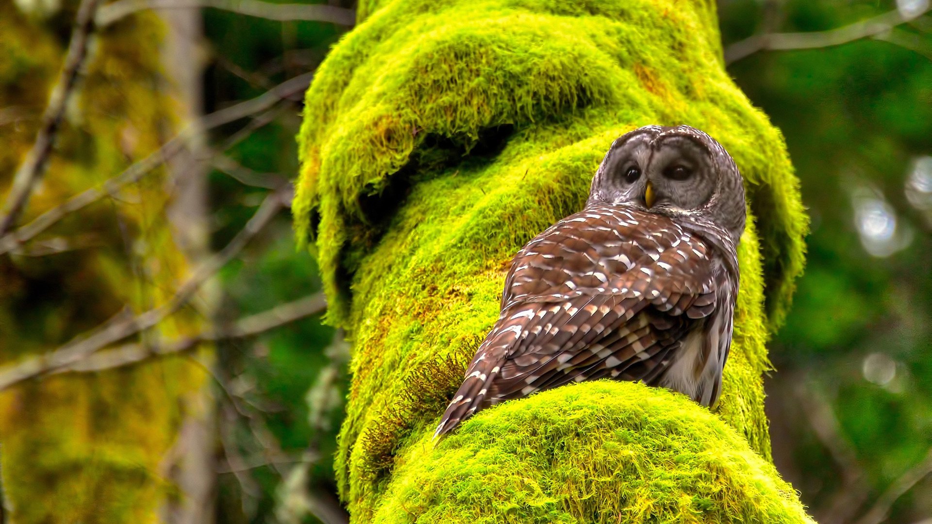 爱游戏在线-森林狼狂飙碾压广厦，范弗利特无解31+12主宰赛场