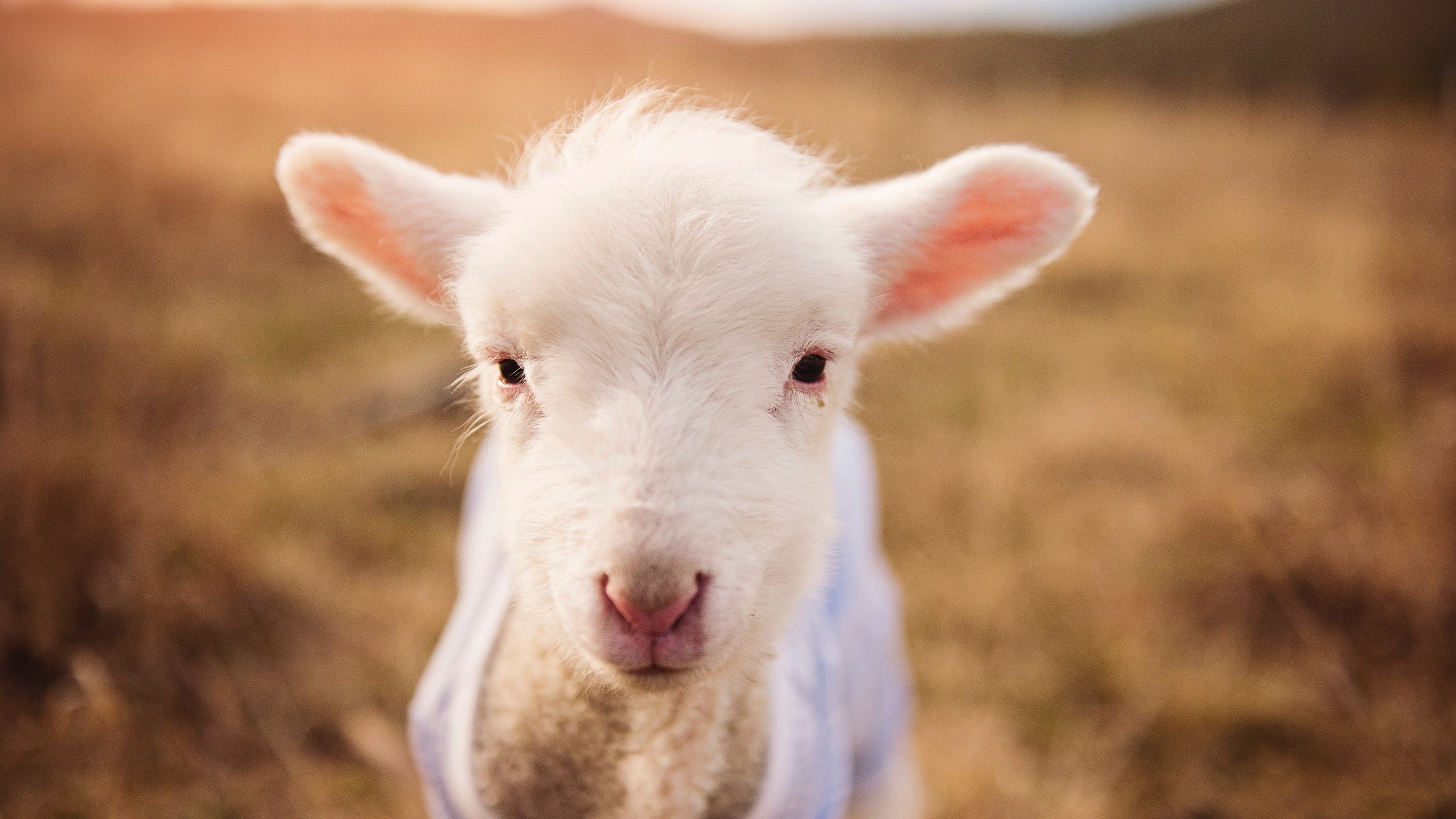 爱游戏APP-当上海滩成为试金石，从一场虚构的关键战，看欧文式接管如何定义NBA季后赛