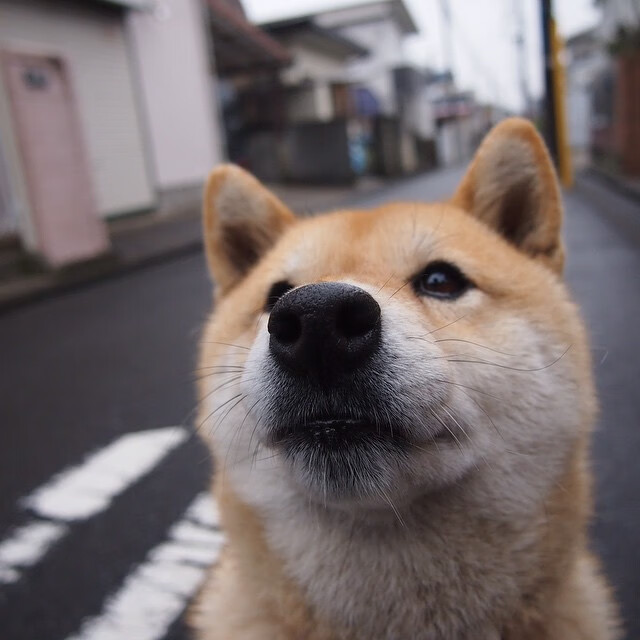 爱游戏大厅-火箭铜墙铁壁封锁上海队，哈利伯顿化身末节关键先生