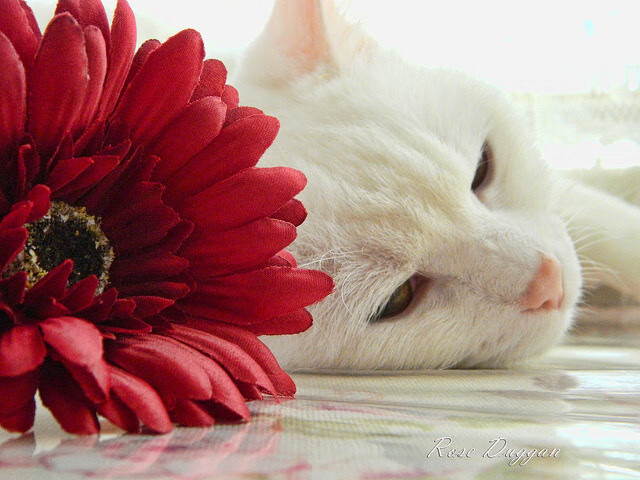 爱游戏娱乐-攻陷东方壁垒，欧文教科书级表现引领森林狼轻取深圳队