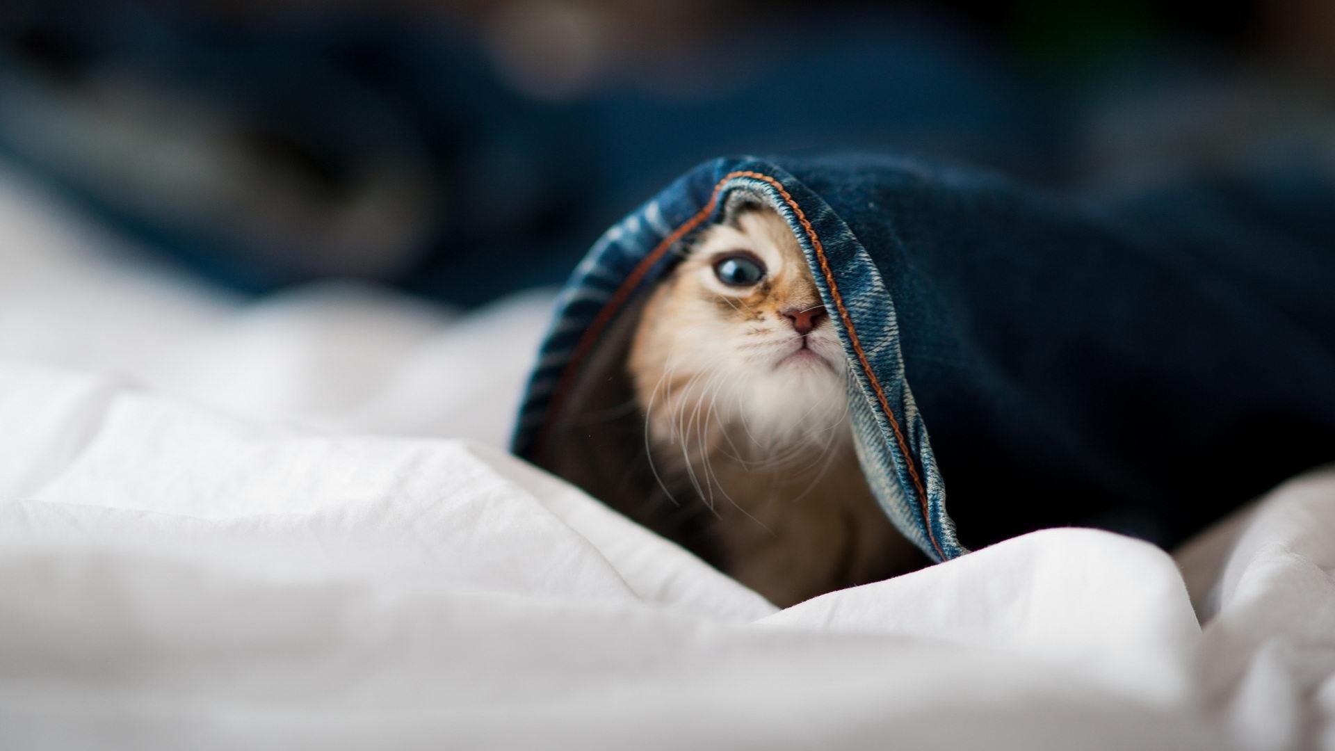 爱游戏tv-扩展与选择