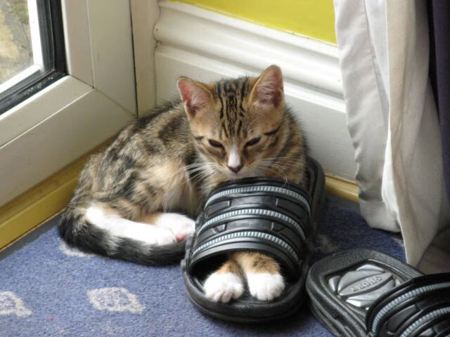 以压力为名，当戈贝尔的阴影笼罩，快船的齿轮如何碾过广东的防线