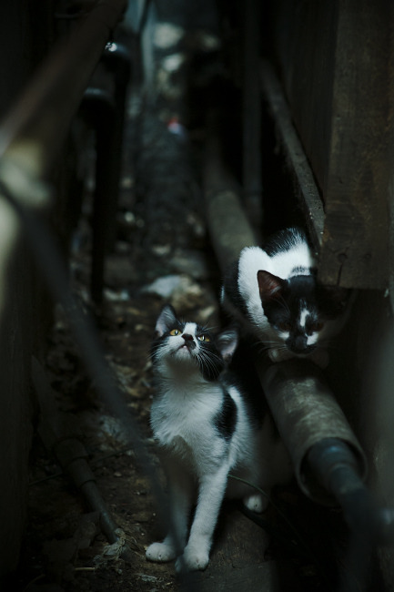 爱游戏入口-当约基奇在银石赛道踩下油门，竞技场里唯一的方向盘