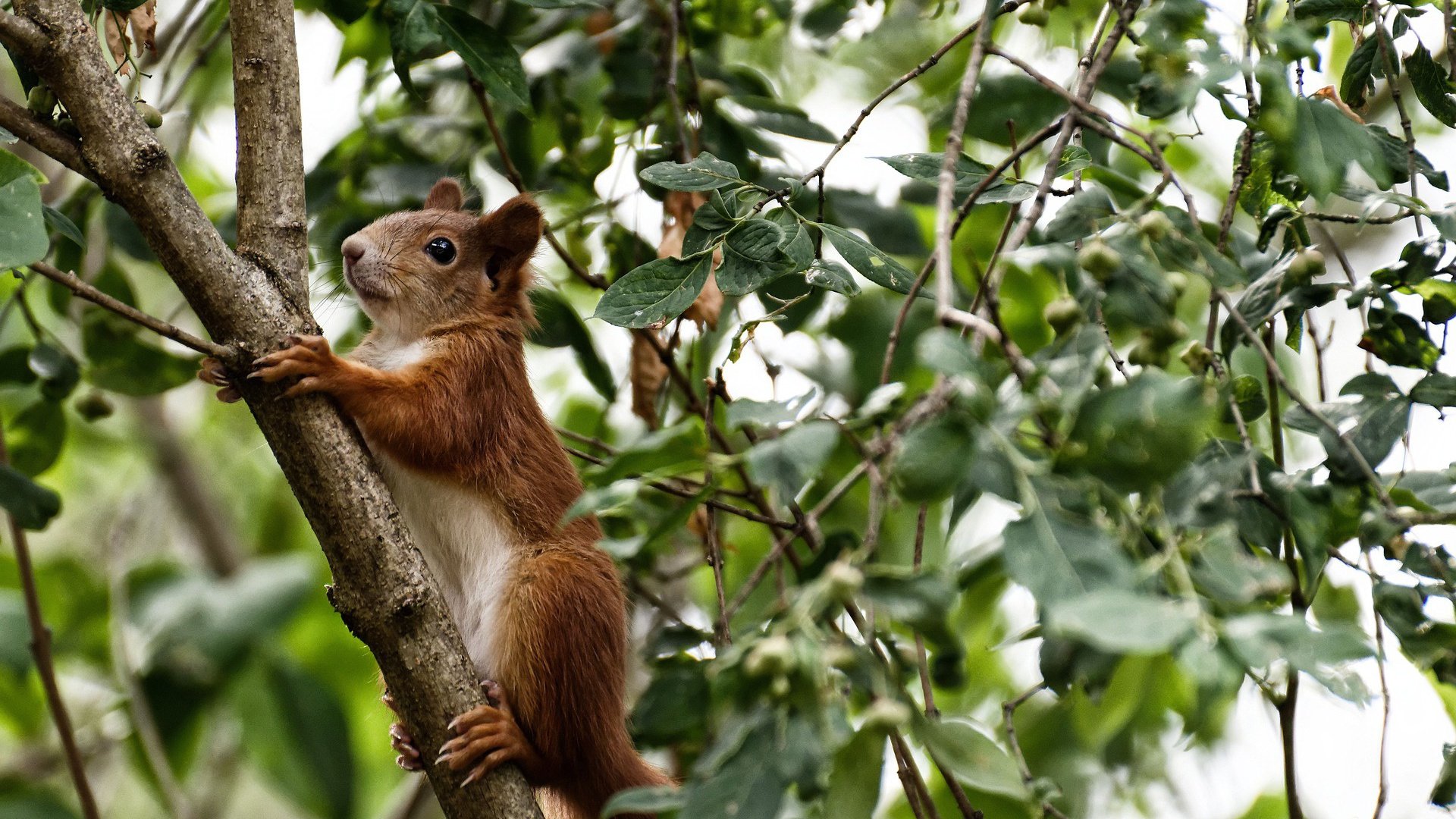 代码泄露！欧冠淘汰赛惊现NBA外挂玩家，伦纳德如何篡改体育规则？