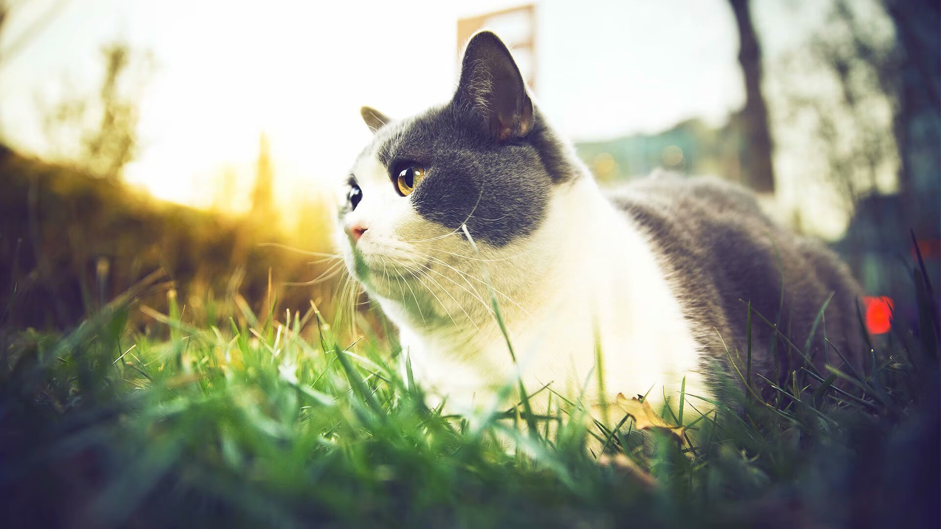 奥亚尔萨瓦尔闪耀之战，北欧冰刃切开美利坚防线，摩洛哥铁血突围书写新篇